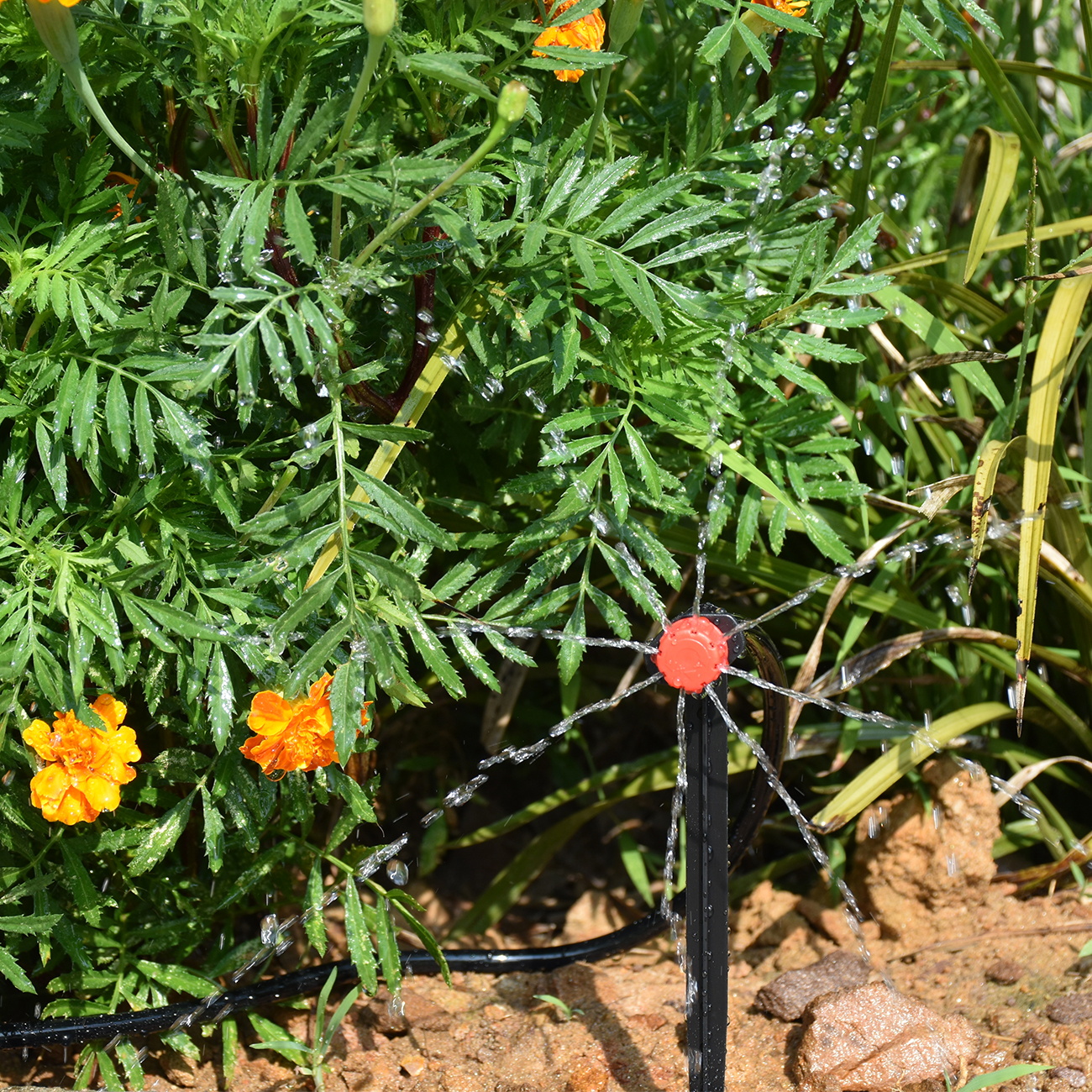 KESLA 5-50M Smart Garden Autom - Smart Garden Domes recensie en prijs